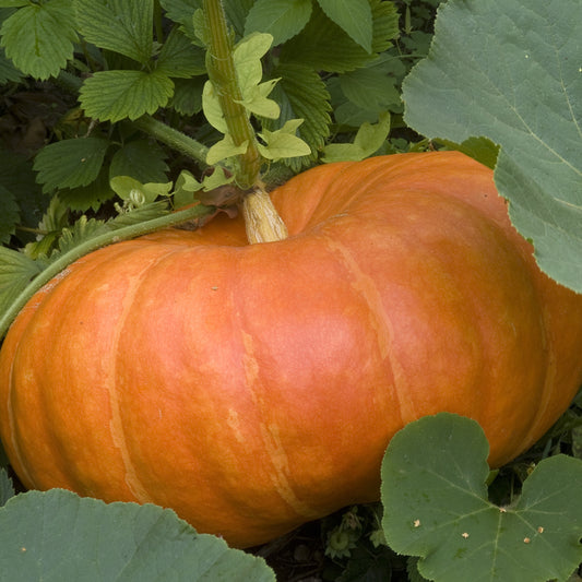 Kürbis Rouge Vif d`Etampes Pflanzen - Cucurbita maxima - Gemüsegarten