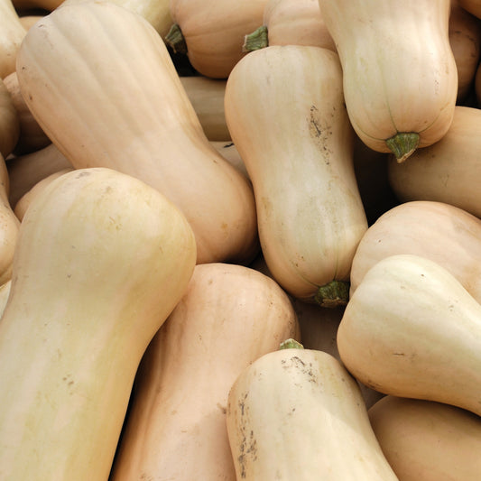 Butternut-Kürbis Sibelle Pflanzen - Bakker