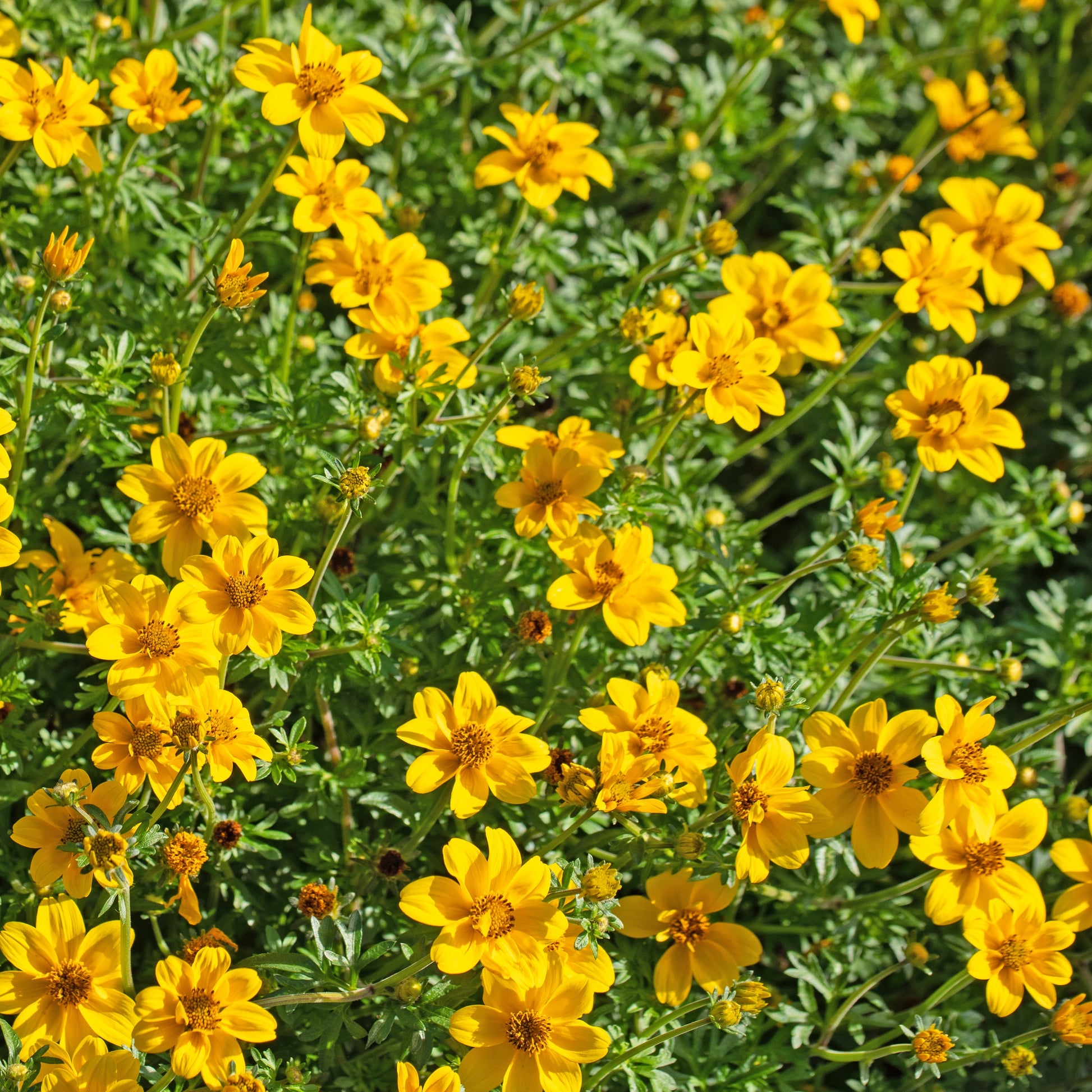 Goldmarie (x3) - Bidens ferulifolia - Gartenpflanzen