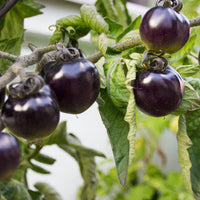 Kirschtomate Tartufo - Solanum lycopersicon tartufo - Gemüsegarten