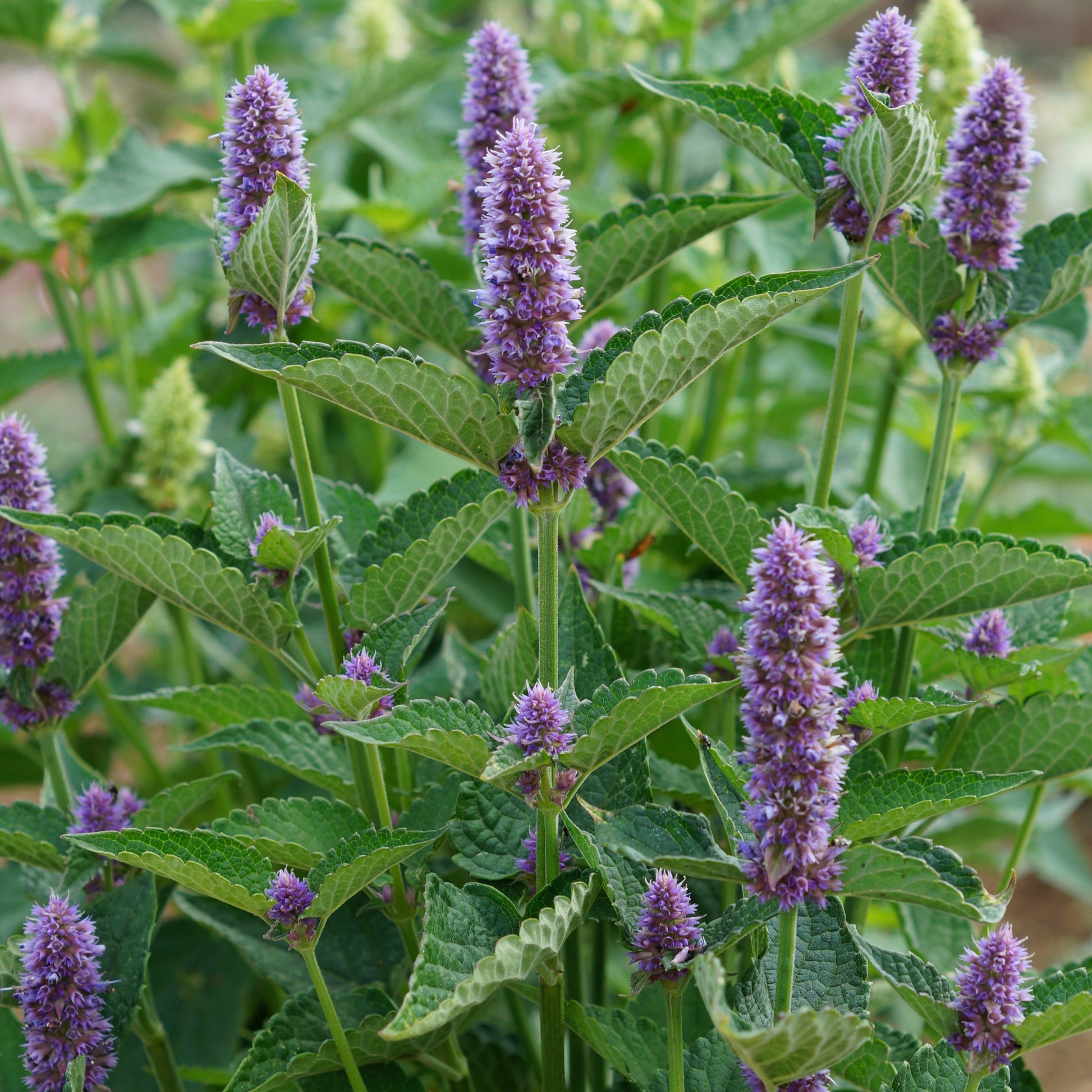 Agastache Black Adder - Agastache 'black adder'