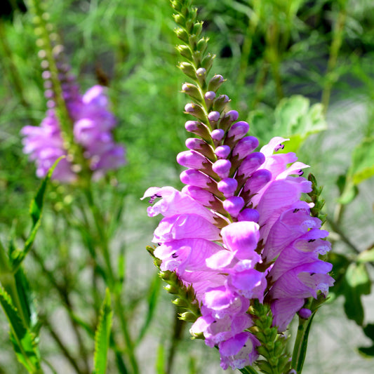 Kataleptikum Rosa Strauß - Bakker