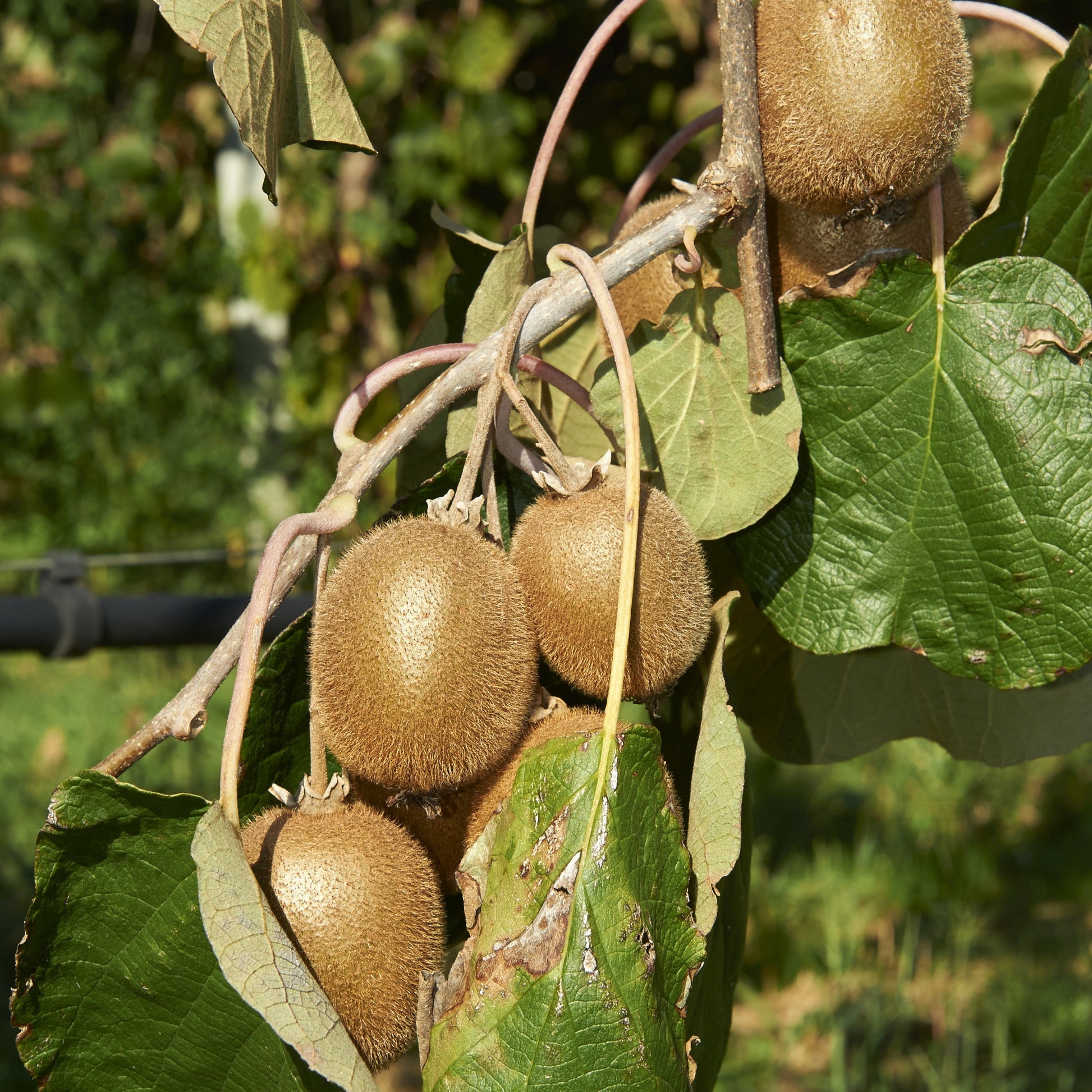 Sommerobstbaum Mischung (Maulbeere, Feige, Kiwi) (x3) - Morus nigra 'mulle', ficus gustissimo 'perretta', actinidia delciosio - Gartenpflanzen