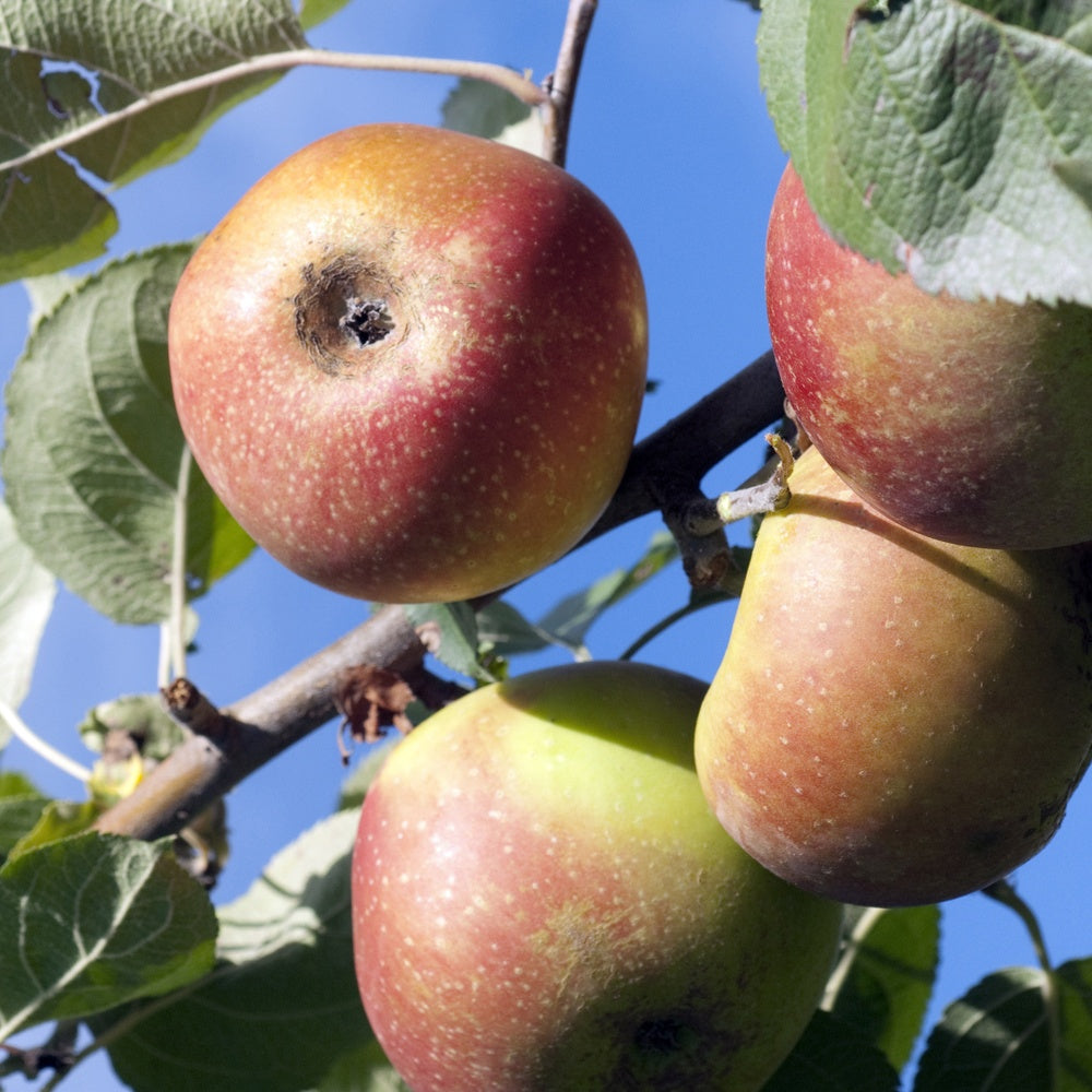 Apfelbaum Rode Boskoop - Bakker