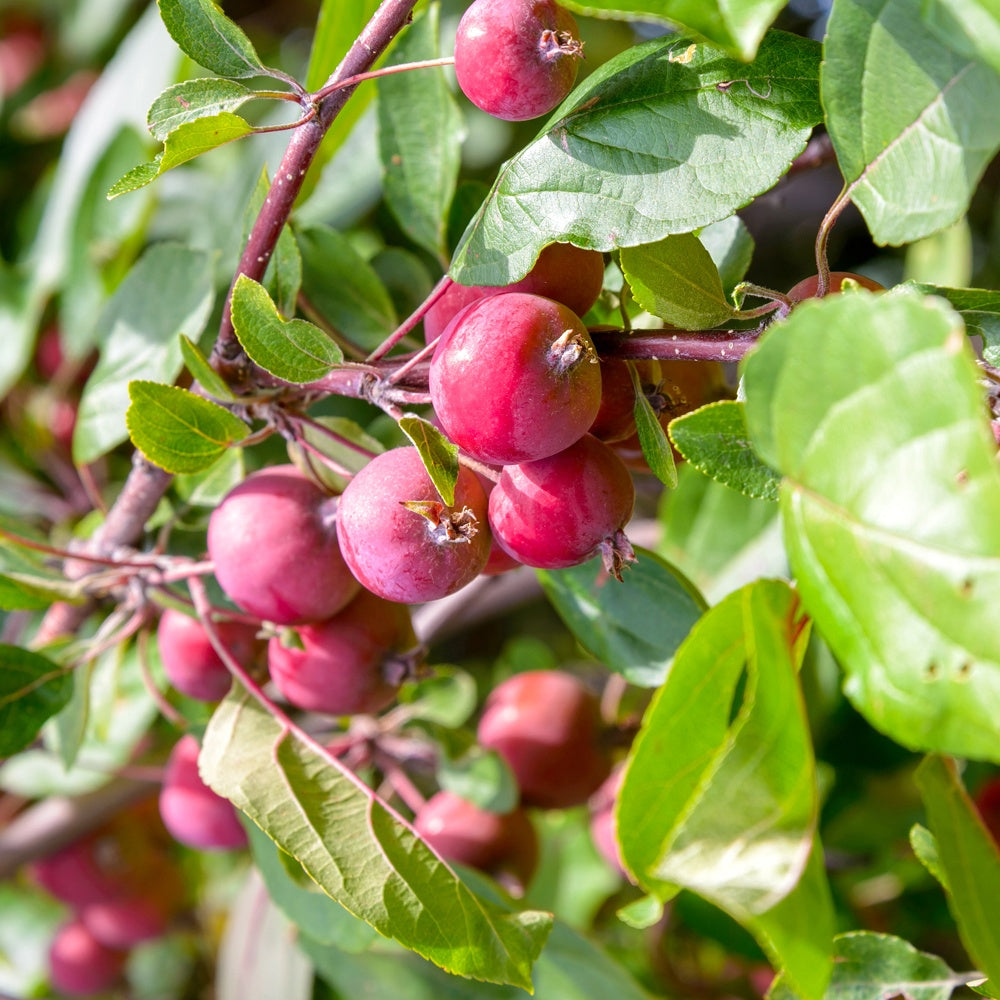 Apfel Red Sentinal - Malus red sentinel - Gartenpflanzen