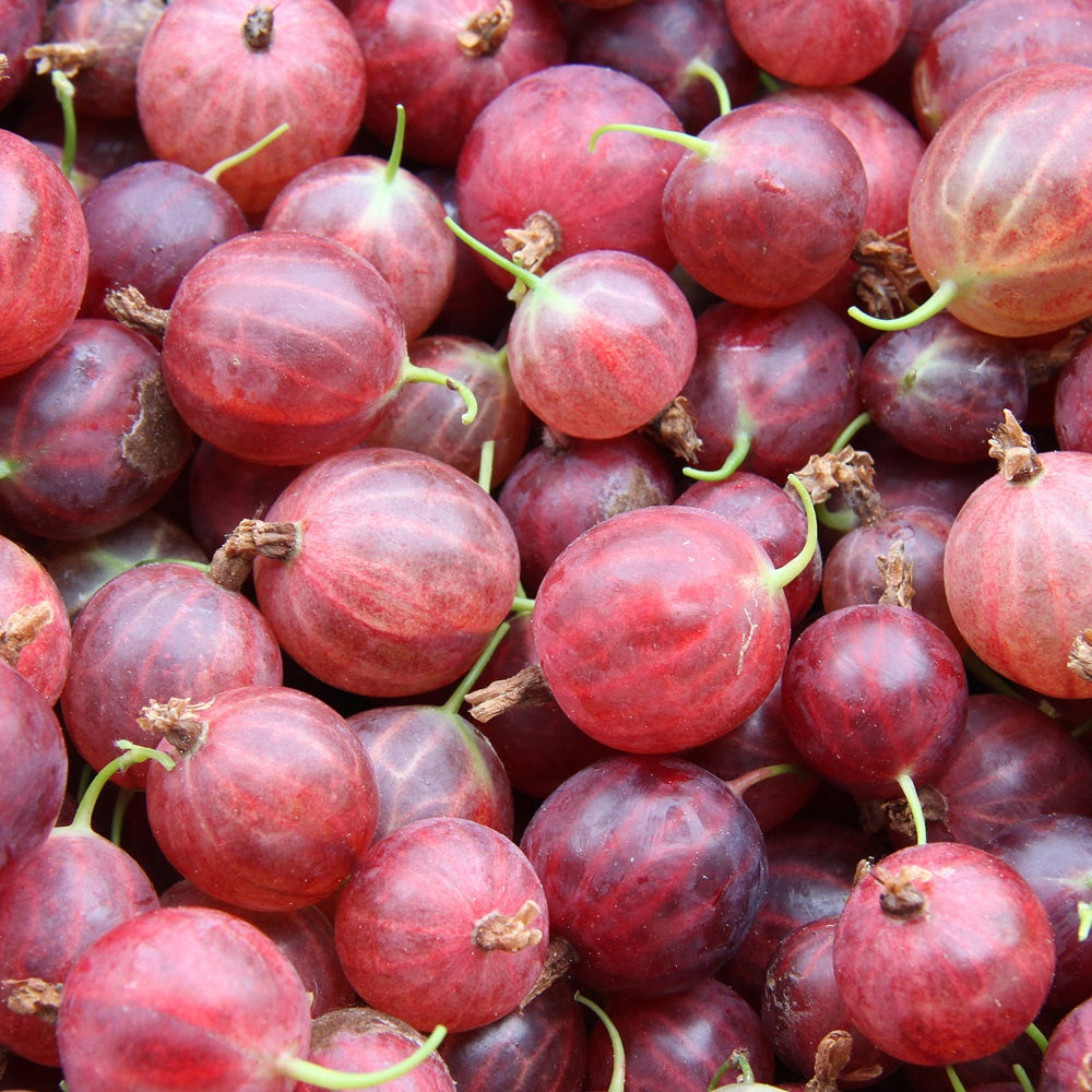 Stachelbeere Hinnonmäki Rot - Ribes uva-crispa 'hinnonmäki röd' - Obst