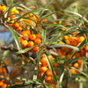 Sanddorn Fried Orange - Hippophae rhamnoides fried orange - Obst