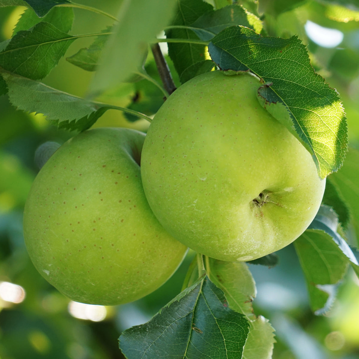 Apfelbaum Granny Smith - Bakker