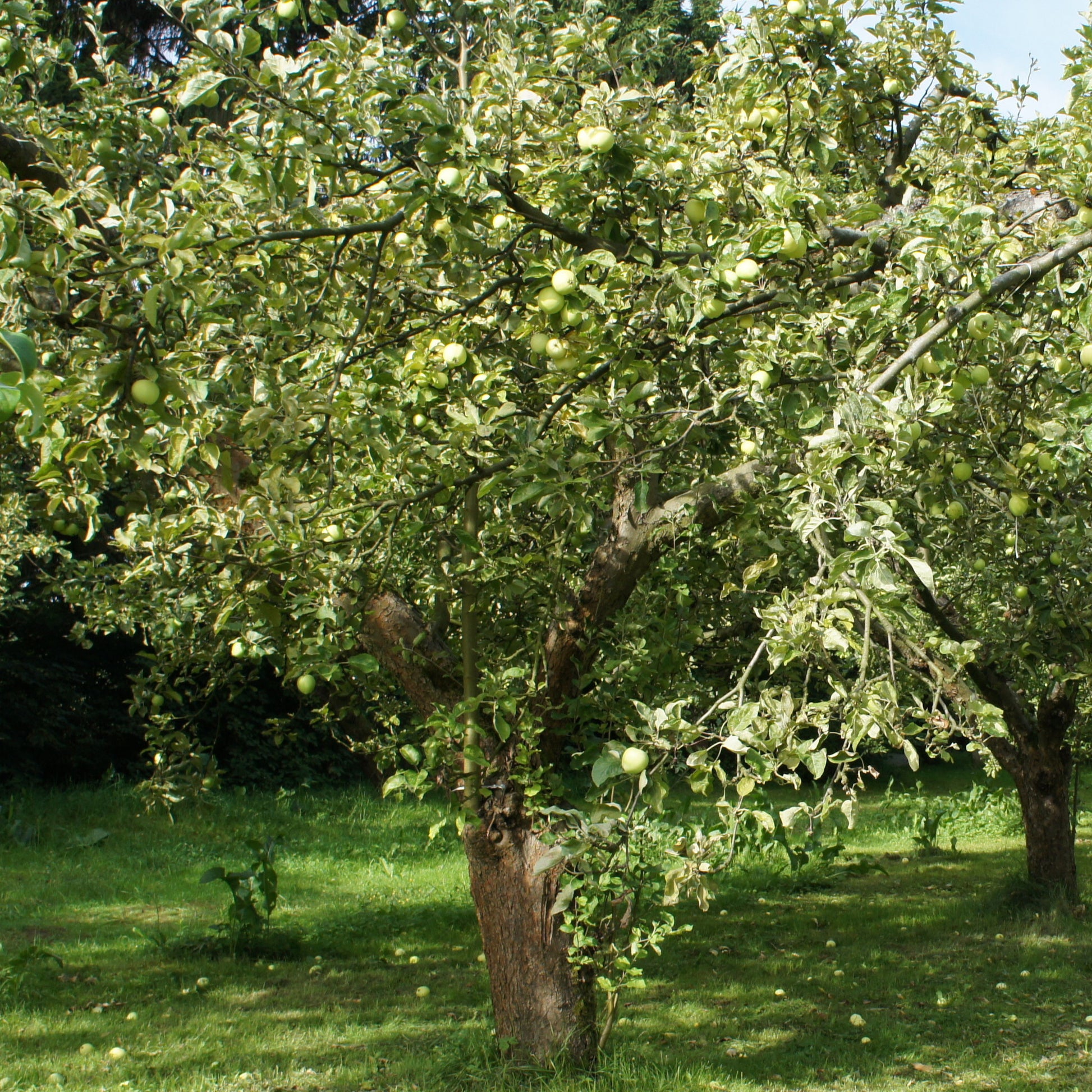 Apfelbaum Granny Smith - Malus domestica 'granny smith' - Obstbäume