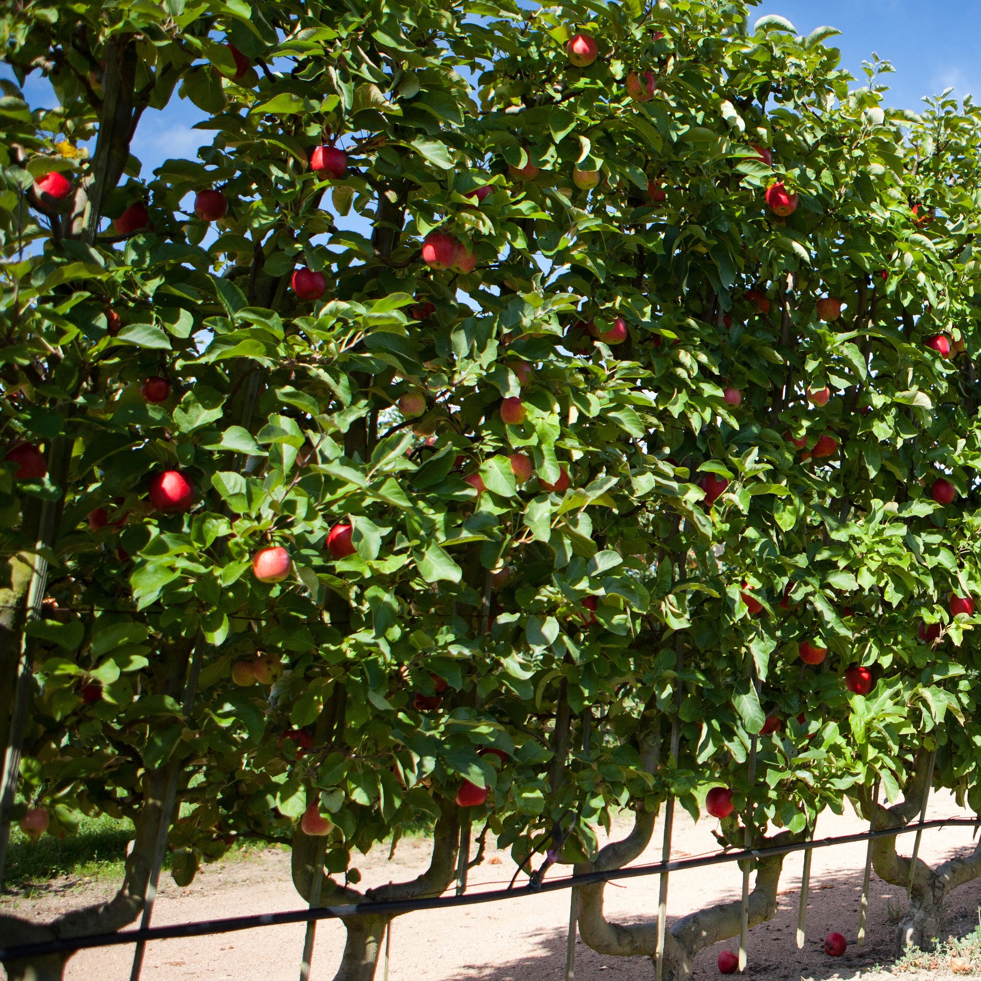 Apfelbaum Starking Delicious - Malus domestica 'starking delicious' - Obstbäume