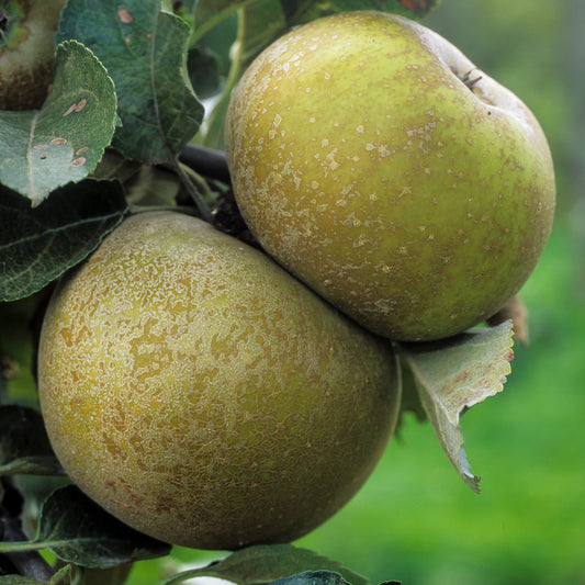 Apfelbaum Grise du Canada - Malus domestica 'reinette grise du canada' - Obst