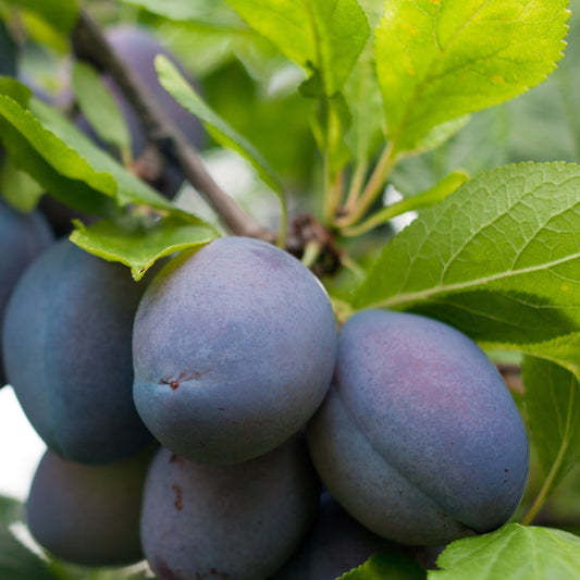 Pflaumenbaum Stanley - Prunus domestica 'stanley' - Obst