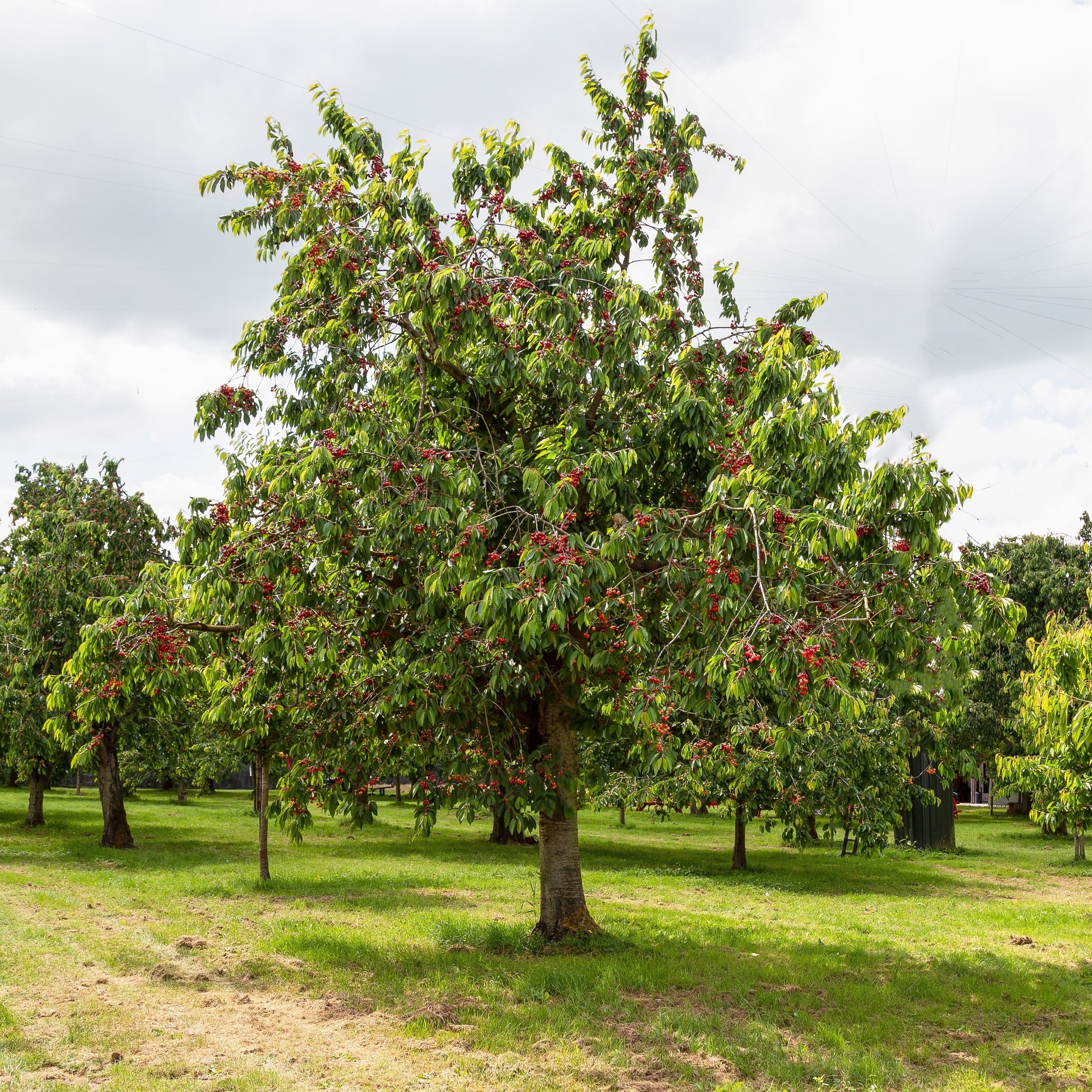 Kirschbaum Bigarreau Moreau - Prunus avium 'morreau' - Obstbäume