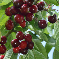 Kirsche Birageau Hedelfingen - Prunus avium 'hedelfingen' - Obst