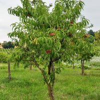 Nektarine Big Top - Prunus persica 'big top' - Obstbäume