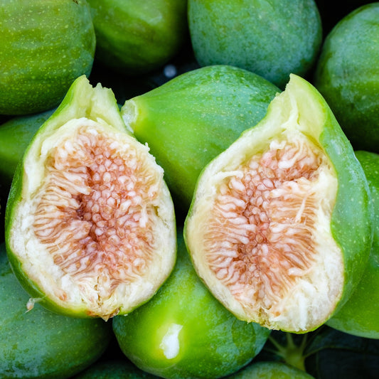 Fiorone-Feigenbaum - Bakker