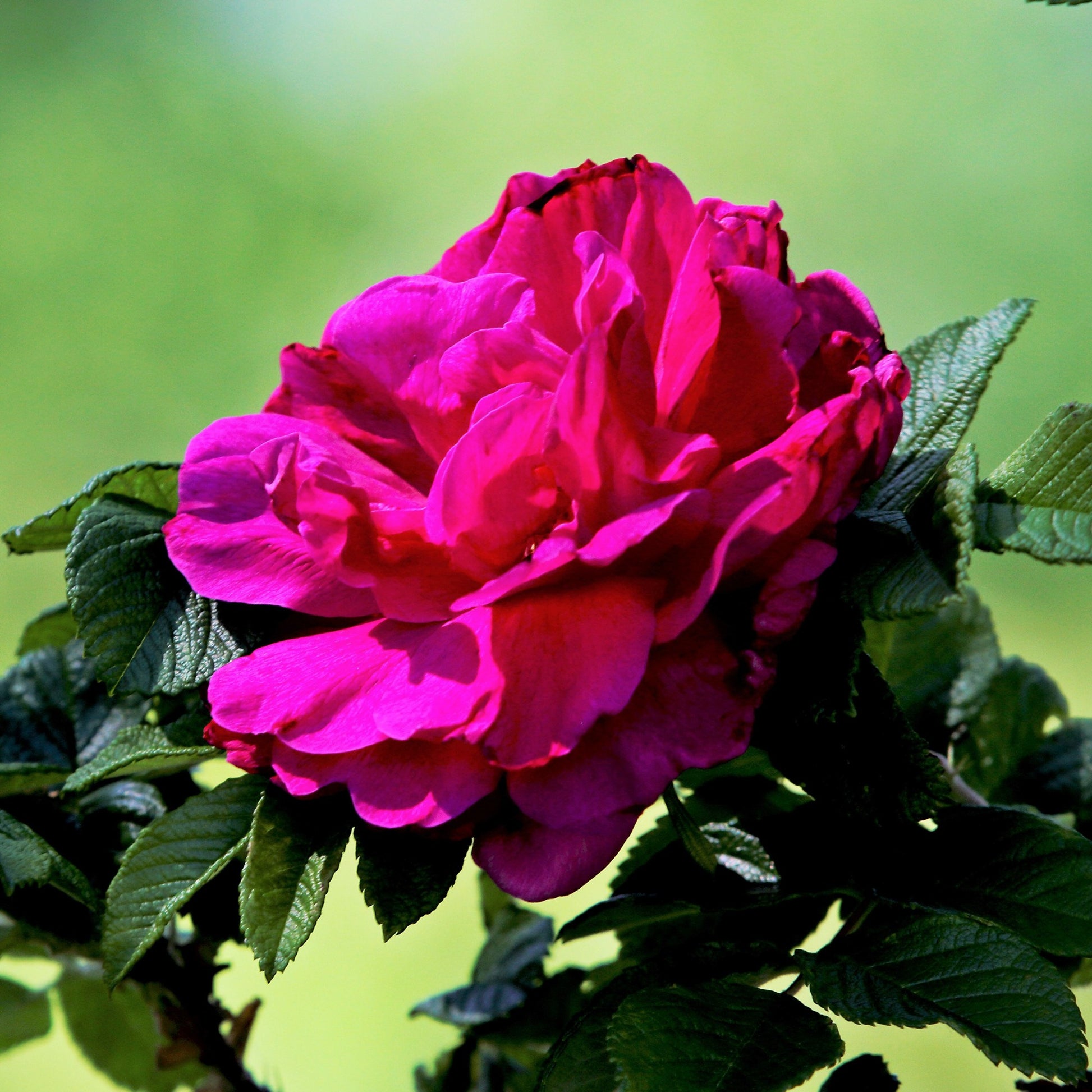 Strauchrose Hansa - Rosa hansa - Gartenpflanzen