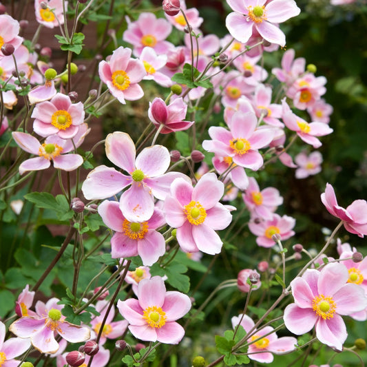Herbst-Anemone Serenade - Anemone x hybrida Serenade - Gartenpflanzen