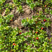 Bärentrauben - Arctostaphylos uva-ursi - Terrasse balkon