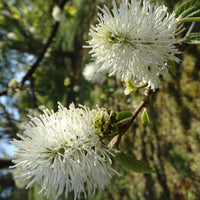 Federbuschstrauch - Fothergilla major - Terrasse balkon