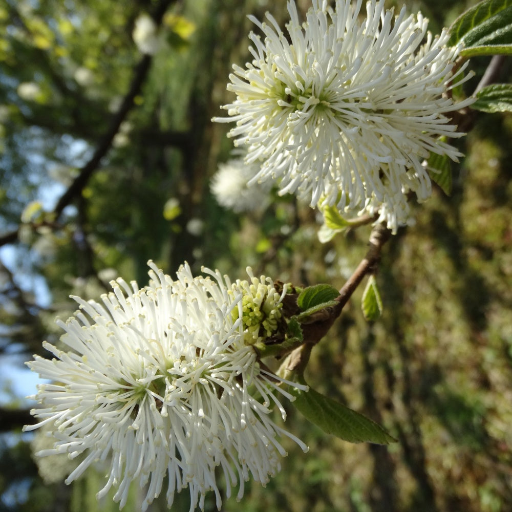 Federbuschstrauch - Fothergilla major - Terrasse balkon