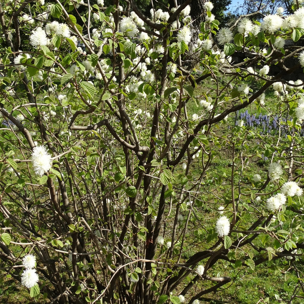 Federbuschstrauch - Fothergilla major