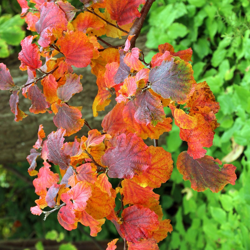 Federbuschstrauch - Fothergilla major