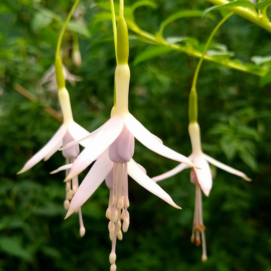 Fuchsia Sharpitor - Bakker