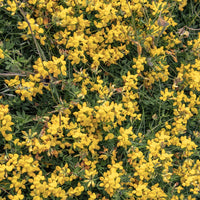 Sandginster Vancouver Gold - Genista pilosa 'vancouver gold' - Gartenpflanzen