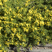 Sandginster Vancouver Gold - Genista pilosa 'vancouver gold' - Sträucher und Stauden