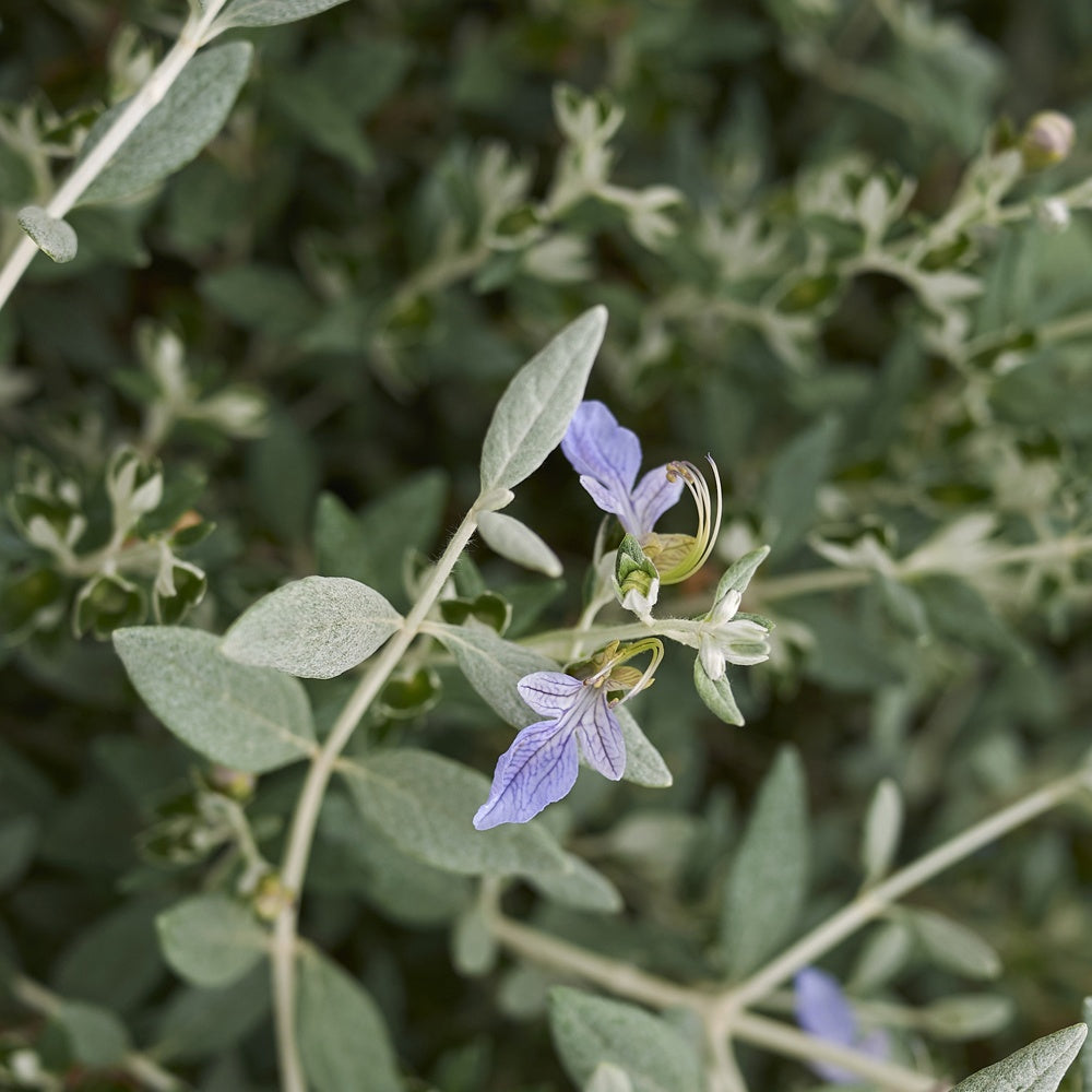 Gamander - Teucrium fruticans 'azureum' - Gartenpflanzen