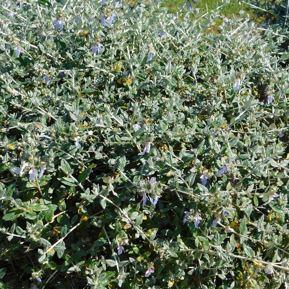 Gamander - Teucrium fruticans 'azureum' - Sträucher und Stauden