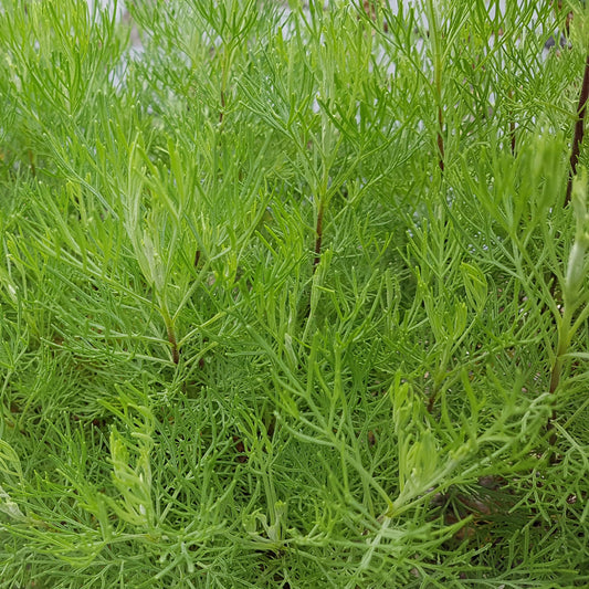 Eberraute (x3) - Artemisia abrotanum 'maritima' - Gartenpflanzen