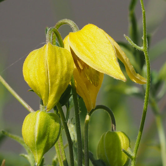 Waldrebe Little Lemons ® - Clematis 'little lemons' - Sträucher und Stauden