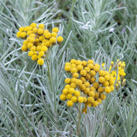 Currykraut  - Helichrysum italicum subsp. serotinum - Sträucher und Stauden