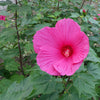 Roseneibisch Extreme Magenta ® - Hibiscus moscheutos 'extreme magenta'' - Gartenpflanzen