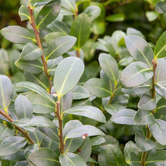 Stechpalme (x3) - Ilex maximowicziana kanehirae - Gartenpflanzen