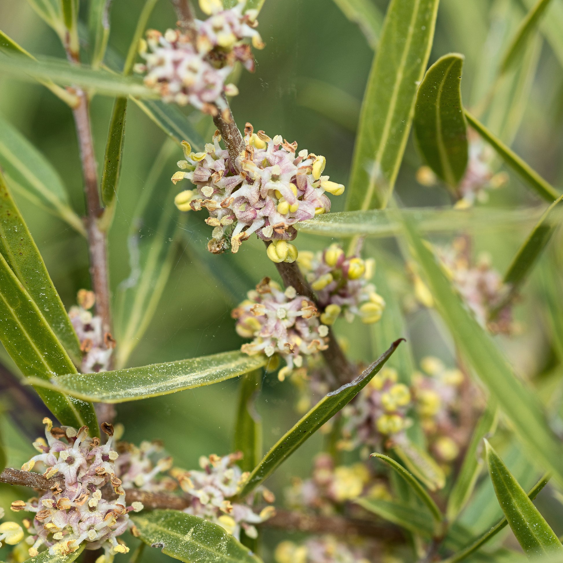 Schmalblättrige Steinlinde - Phillyrea angustifolia