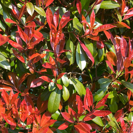 Glanzmispel Carré Rouge - Photinia x fraseri 'carré rouge' - Gartenpflanzen