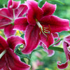 Orientalische Lilien Corvara (x3) - Lilium 'corvara' - Blumenzwiebeln
