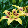 Asiatische Lilie Pieton (x2) - Lilium 'pieton' - Blumenzwiebeln