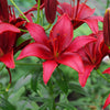 Asiatische Lilie Red County (x2) - Lilium 'red county' - Blumenzwiebeln