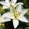 Asiatische Lilie Kent (x2) - Lilium 'kent' - Blumenzwiebeln