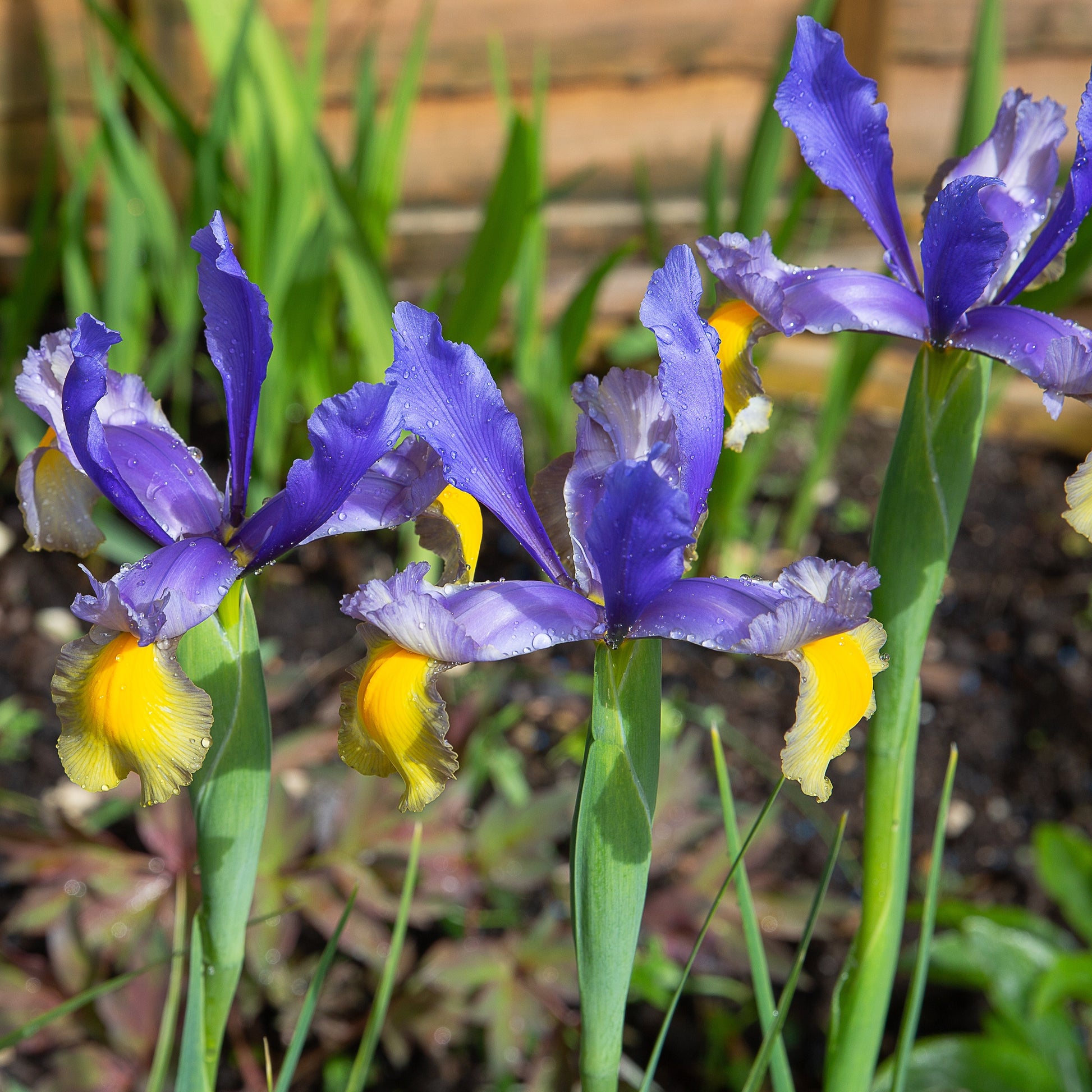 Holländische Schwertlilie Frans Hals (x10) - Iris hollandica 'frans hals' - Blumenzwiebeln