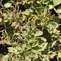 Strauch-Melde - Atriplex halimus - Terrasse balkon