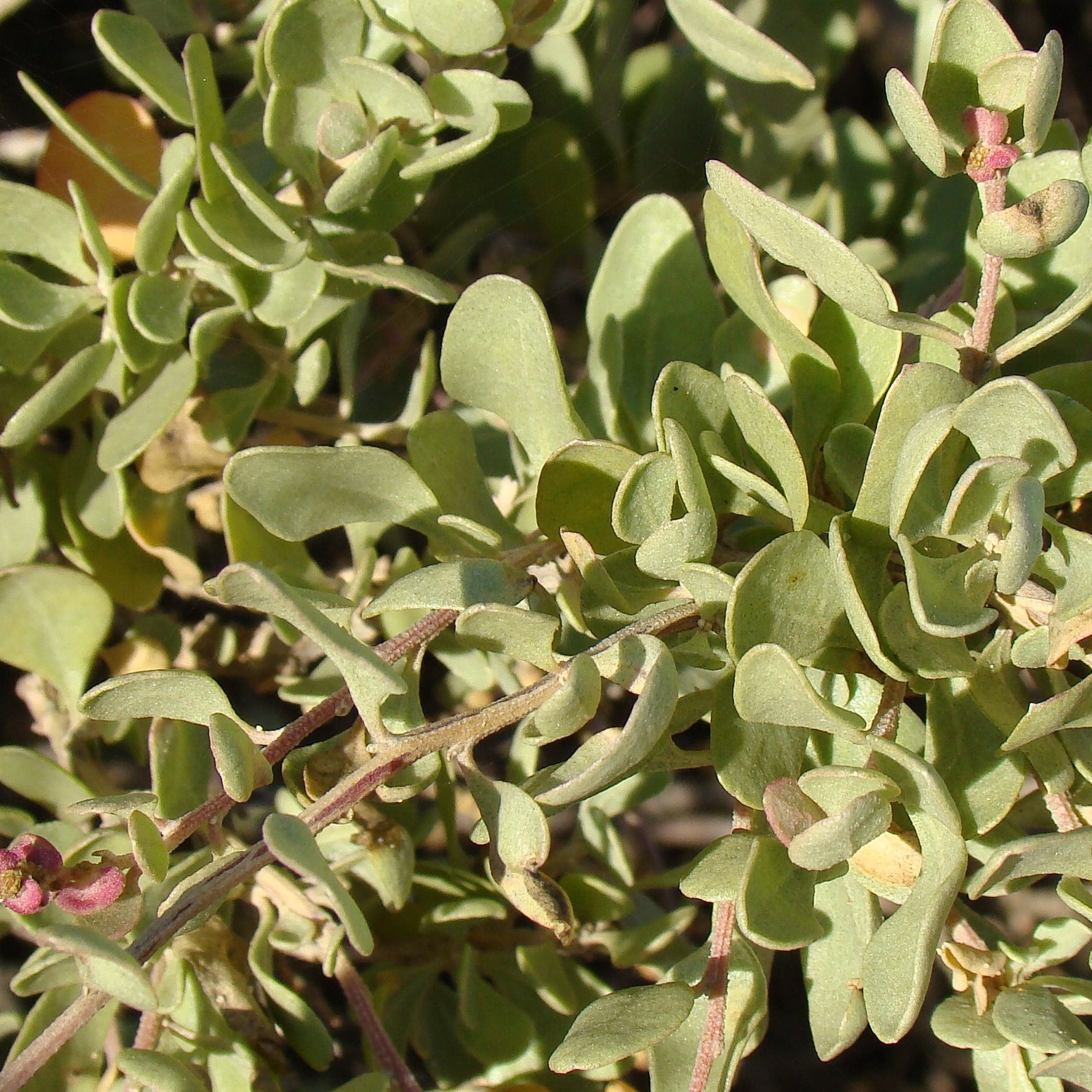 Strauch-Melde - Atriplex halimus