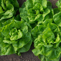 Kopfsalat Novappia (x6) - Lactuca sativa 'novappia' - Gemüsegarten
