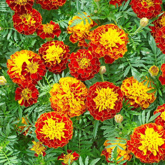 Niedrige Studentenblume - Bakker