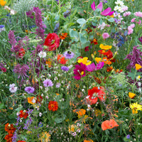 Feldblumenmischung - Mélange fleurs des champs - Blumensaat