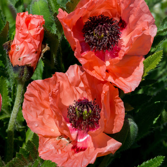 Orientalischer Mohn Effendi (x3) - Bakker